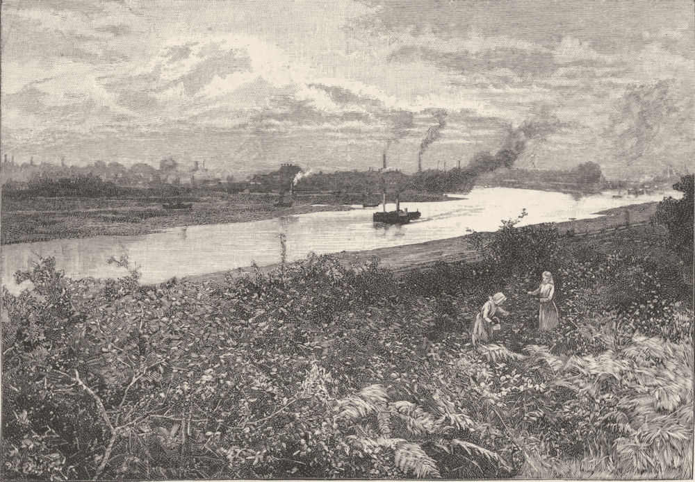 SUFFOLK. On the Orwell at Ipswich 1901 old antique vintage print picture